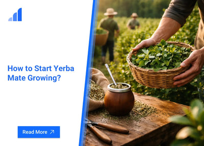 How to Start Yerba Mate Growing?