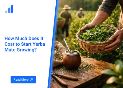 How Much Does It Cost to Start Yerba Mate Growing?