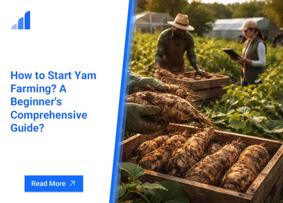 How to Start Yam Farming? A Beginner's Comprehensive Guide?