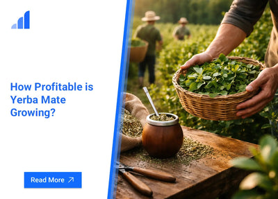 How Profitable is Yerba Mate Growing?