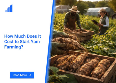 How Much Does It Cost to Start Yam Farming?